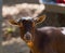 Close up portrait of a brown goat