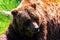 A close up portrait of a brown grizzly bear lying lazy in the grass. The mammal is a dangerous predator animal, but is now looking