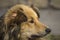 Close-up portrait of a brown homeless shaggy dog with a label on his ear located on the street