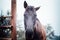 Close up portrait of a brown horse in the meadow