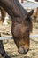 Close-up portrait of a brown horse standing in a stall. Muzzle of a horse looking down. Side view