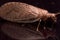 Close up Portrait of Brown Lacewing (micromus)