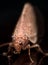 Close up Portrait of Brown Lacewing (micromus)