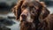 Close up portrait of brown Nova Scotia Duck Tolling Retriver dog get wet after playing in the water