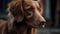Close up portrait of brown Nova Scotia Duck Tolling Retriver dog looking at something