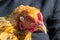 Close-up portrait of a Buff Brahma Hen