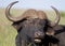 Close-up portrait of buffalo bull