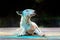 close-up portrait of a bull terrier lying on its side in bright holi colors