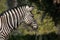 Close up portrait of a Burchell Zebra