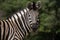 Close up portrait of a Burchell Zebra