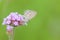 Close up portrait of Butterfly clutching on Verbena Flower