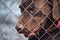 Close up portrait of Caged cute Labrador dogs. Pets, pet dog locked. Captive animal Fenced, fence or encarcelated. Chocolate color