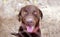 Close up portrait of Caged Labrador dog