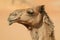 Close-up portrait of a camel