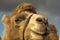 Close-up portrait of a camel on a background of sky and rain clouds