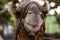 Close-up portrait of a camel in the Judean Desert in southern Israel.