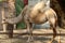 Close-up portrait of a camel in the Judean Desert in southern Israel.