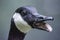 Close up portrait of Canadian goose with open beak