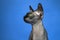 Close-up portrait of Canadian Sphynx on blue background
