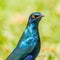 Close-up portrait cape glossy starling lamprotornis nitens