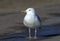 Close up portrait of Caspian gull Larus cachinnans