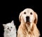 Close-up portrait of a cat and dog. Isolated on black background. Golden retriever and neva masquerade