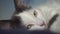 Close-up portrait of a cat. Resting cat on the bed. Pets Videos