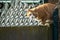 A close up portrait of a cat walking across a wall dividing two gardens.