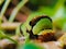 Close Up Portrait Of A Caterpillar