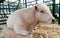 Close-up portrait of a charolais bull in a stall