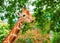 close-up portrait of a cheerful giraffe. Sticks out his tongue, eats leaves, looks at the camera