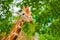 close-up portrait of a cheerful giraffe. Sticks out his tongue, eats leaves, looks at the camera