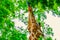 close-up portrait of a cheerful giraffe. Sticks out his tongue, eats leaves, looks at the camera