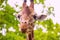 close-up portrait of a cheerful giraffe. Sticks out his tongue, eats leaves, looks at the camera