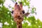 close-up portrait of a cheerful giraffe. Sticks out his tongue, eats leaves, looks at the camera