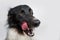 Close up portrait of a cheerful purebred Border Collie dog showing big tongue, licking his muzzle,  on grey wall with copy