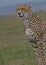 Close-up portrait of cheetah standing alert in the wild masai mara kenya