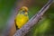 Close up portrait of Chestnut-tailed minla