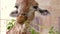 Close-up portrait of chewing giraffe, eating greenery in zoo. Giraffe feeding.