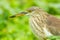 Close up portrait of Chinese Pond Heron