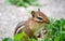 Close up portrait of a chipmunk