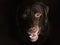 Close up portrait of chocoalte labrador sitting in a room