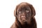 Close-up portrait of Chocolate Retriever puppy