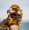 Close up of portrait of a Cinereous vulture