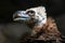 Close-up portrait of Cinereous vulture with blurred dark background