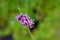 A close up portrait of a cluster of small purple flowers of a verbena bonariensis lollipop flower plant. It is part of the