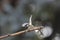 Close-up portrait of Coat Tit on a twig in a strong backlight