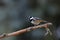 Close-up portrait of Coat Tit on a twig in a strong backlight