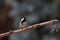 Close-up portrait of Coat Tit on a twig in a strong backlight