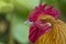 Close up Portrait of a Cockerel